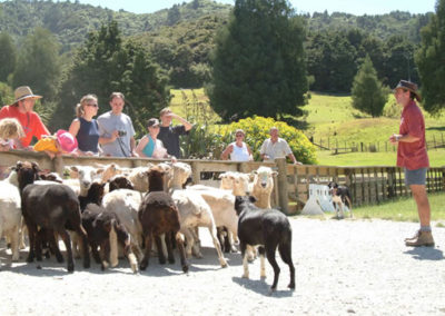 sheep world tour new zealand