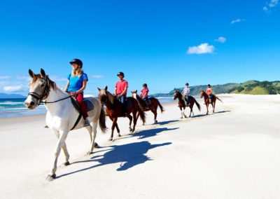 horse riding pakiri beach, house riding, wine tasting, cheese tasting