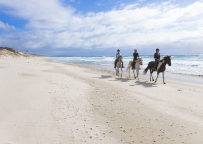 Amazing horse Riding Auckland