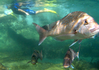 Goat Island Snorkelling