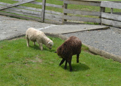 Sheeps NZ