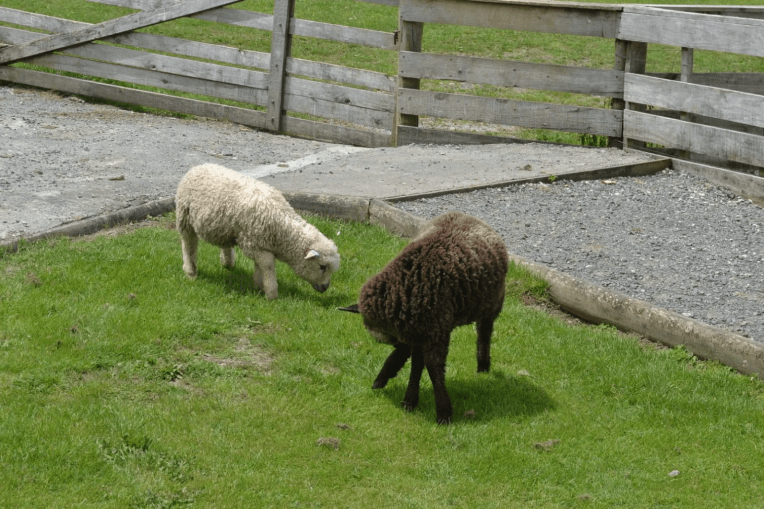 Sheep World