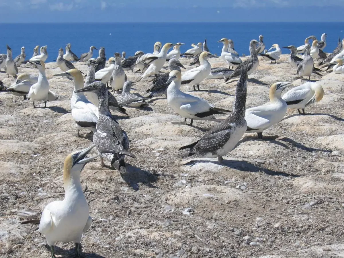 Gannet Colony NZ- Auckland Eco Tours