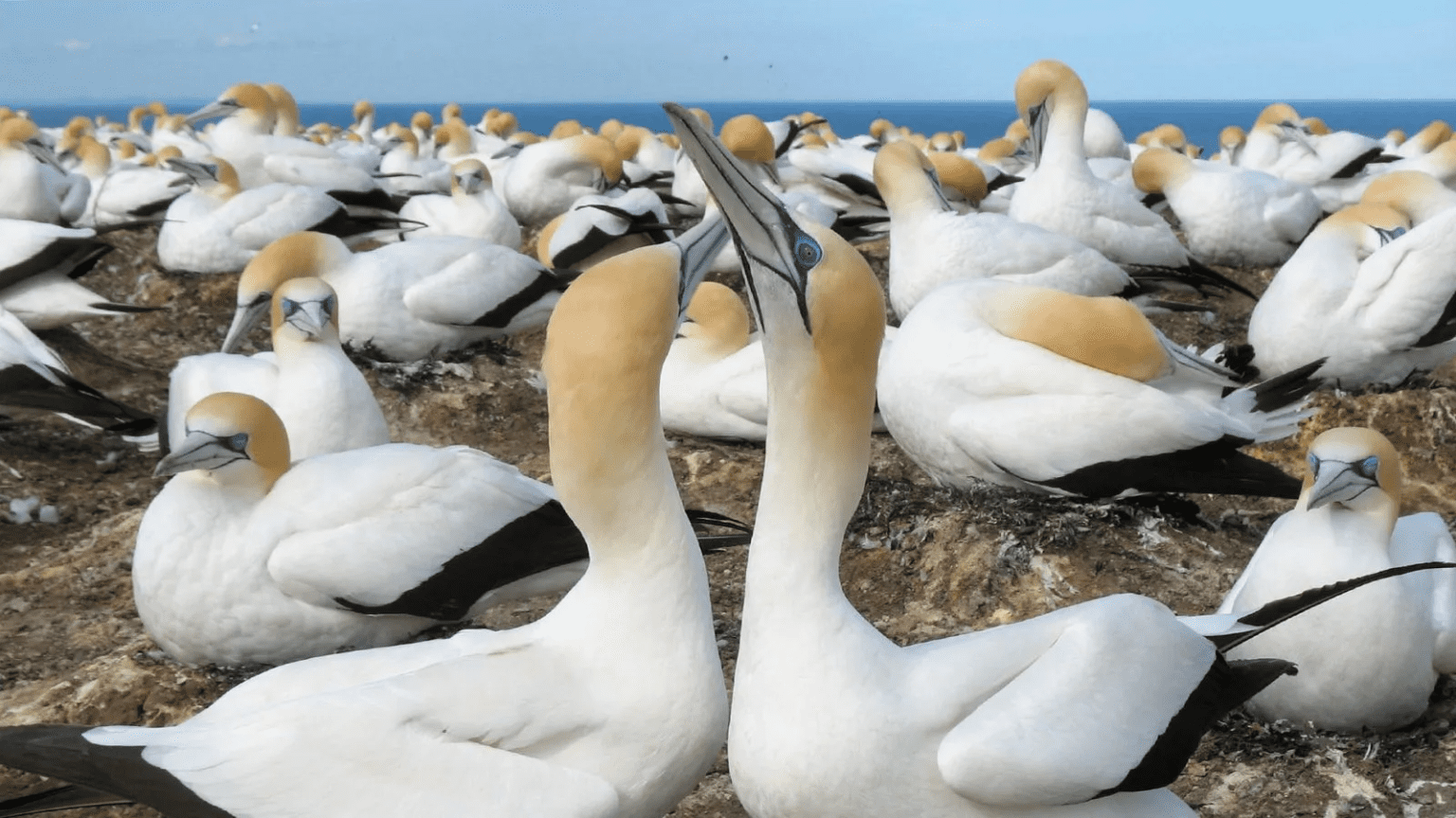 NZ Gannets