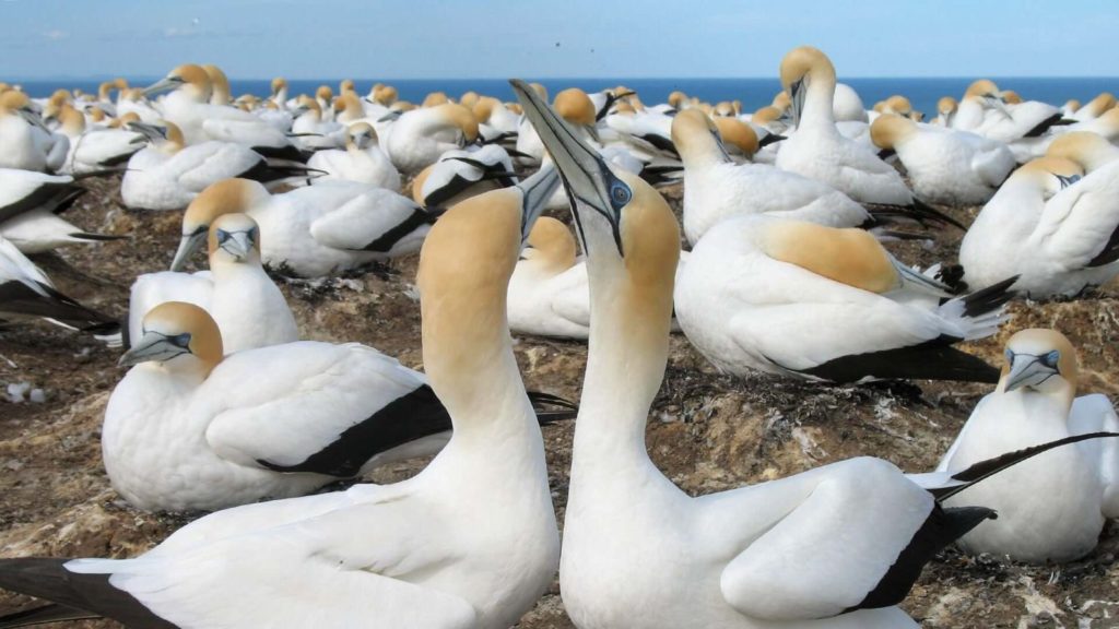 Gannets Tours NZ