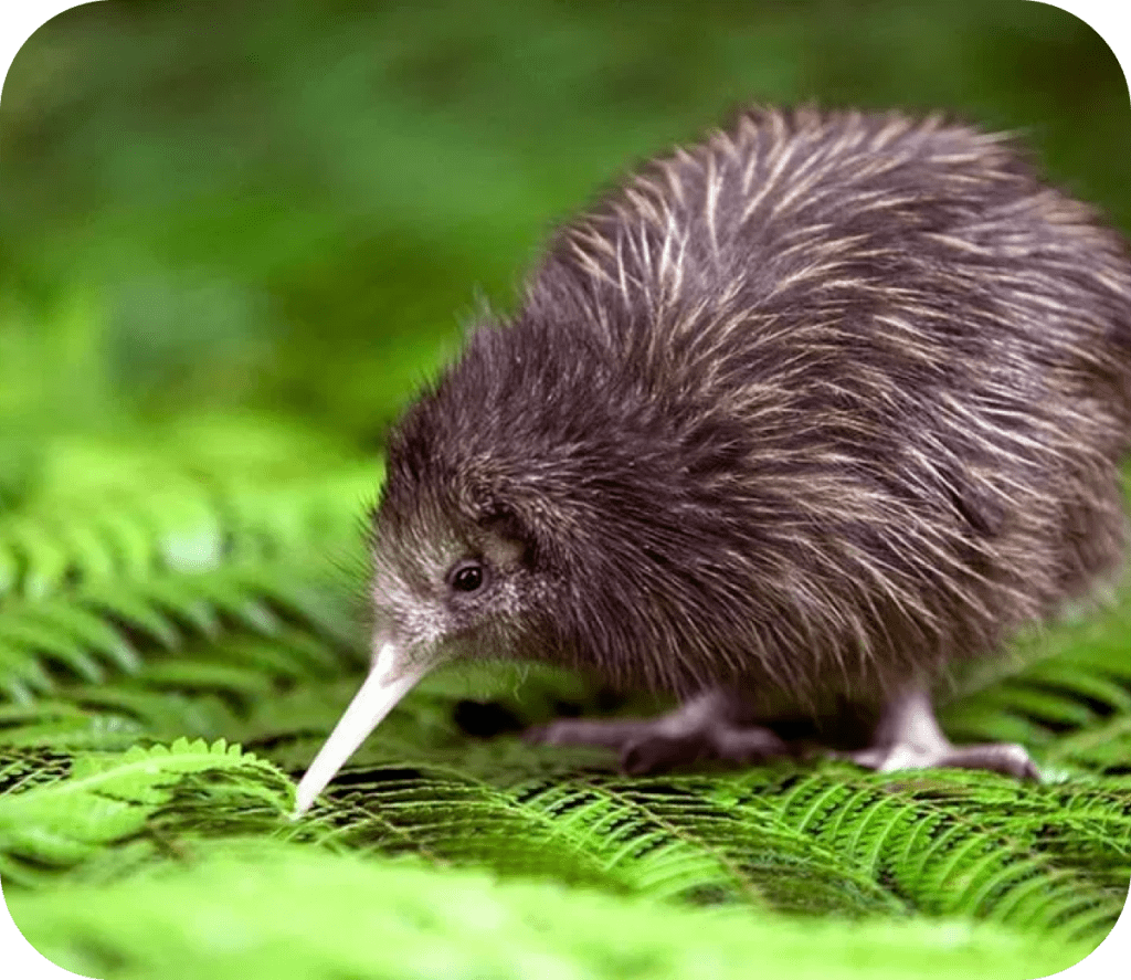 Kiwi Bird Spotting in the North Island