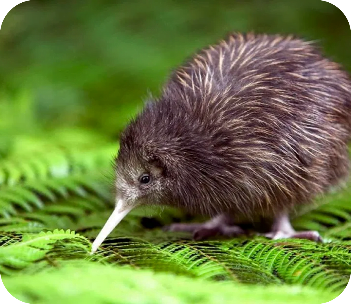 Kiwi Bird Spotting in the North Island