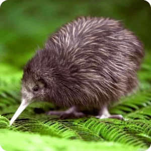 Kiwi Bird Watching Tours NZ