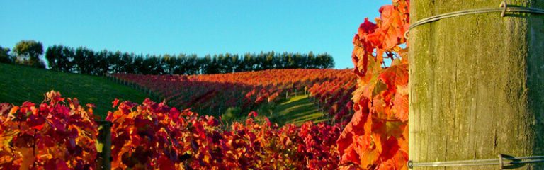 Waiheke Wine Tours