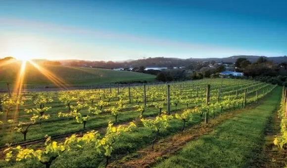 Waiheke island Wine Tours