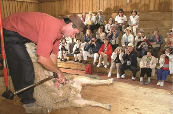 sheep farm tours new zealand