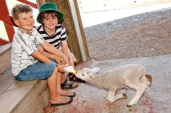 Sheep World NZ Tours