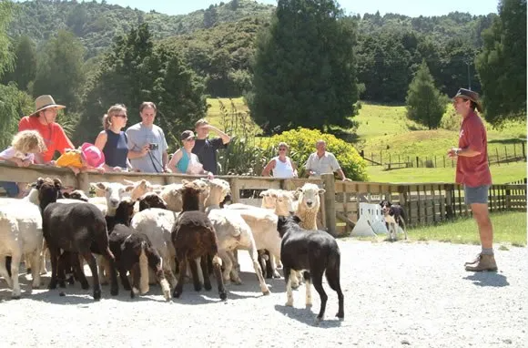 sheep world tours nz