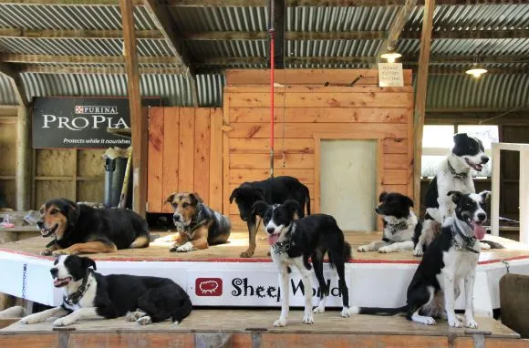 Sheep World NZ