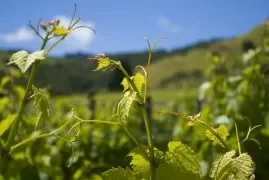 Waiheke Vineyard Tour