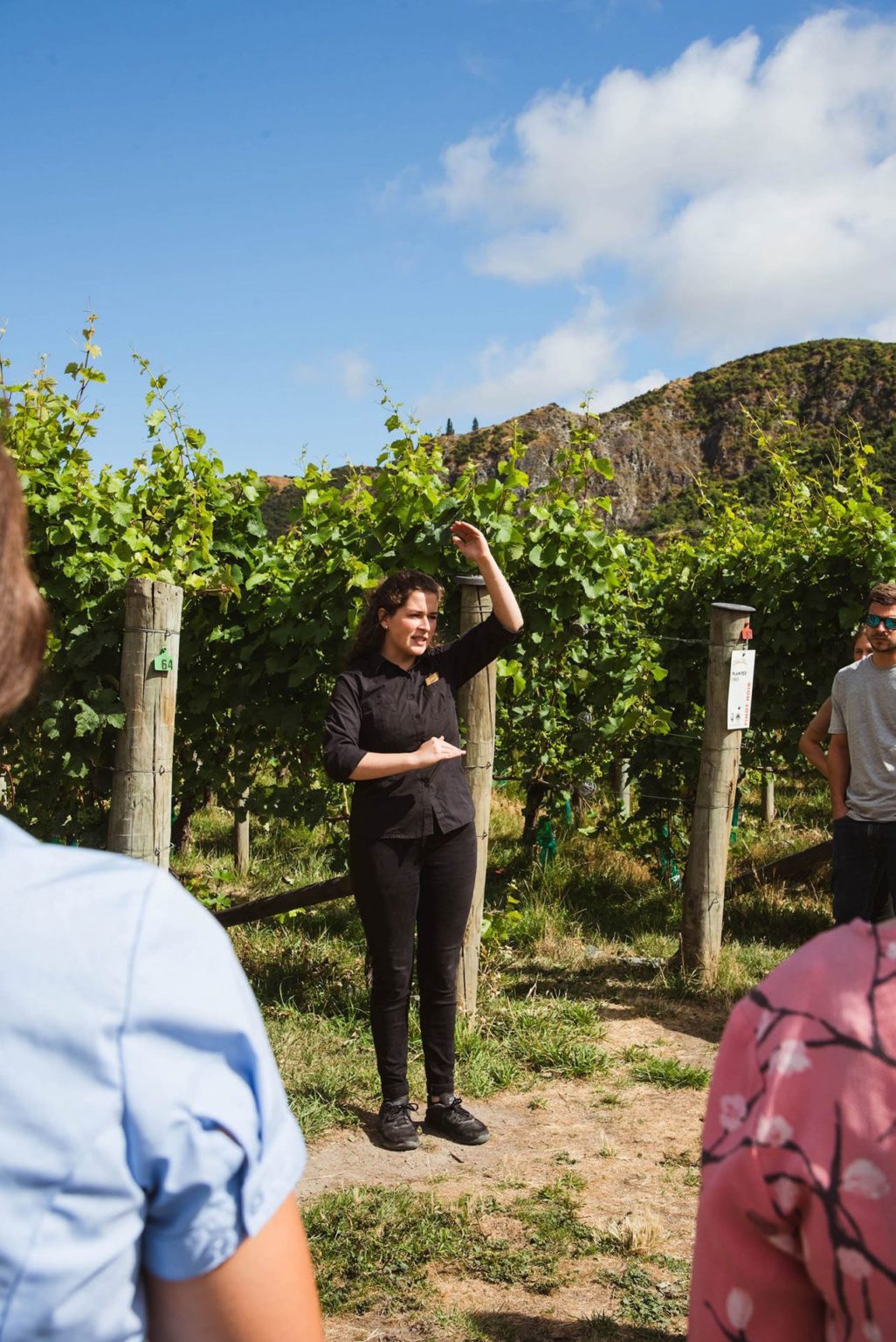 best wine tours in NZ