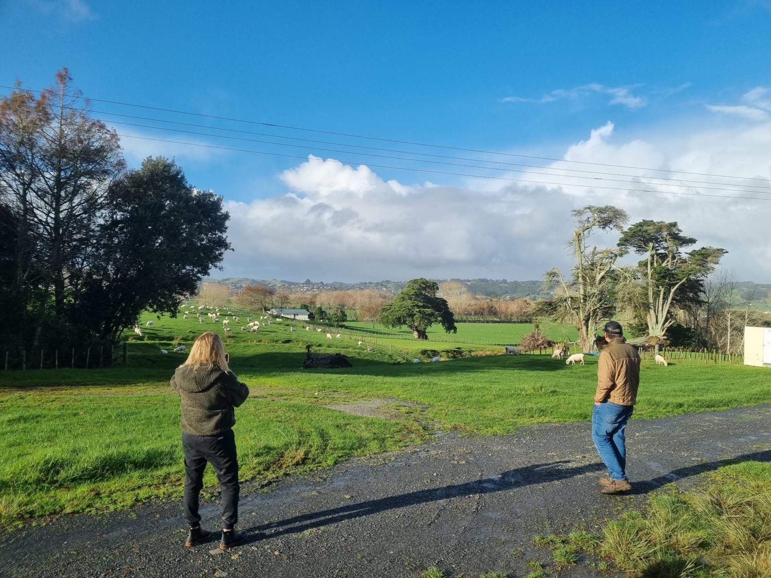 nz dairy farm tour