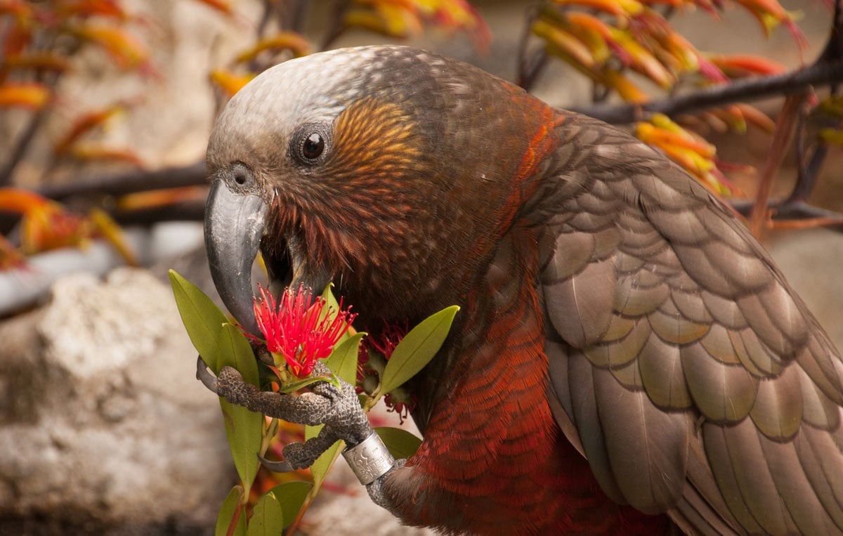 Hamilton kaka bird