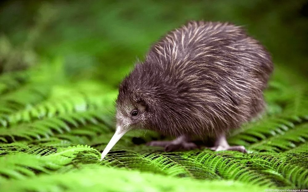 Best place to see kiwis in New Zealand