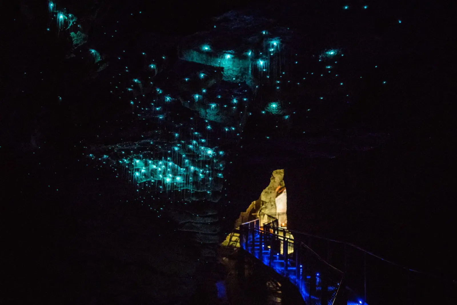 Waitomo Glowworm Caves Facts