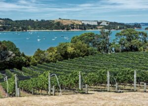 Luxury Wine Tours