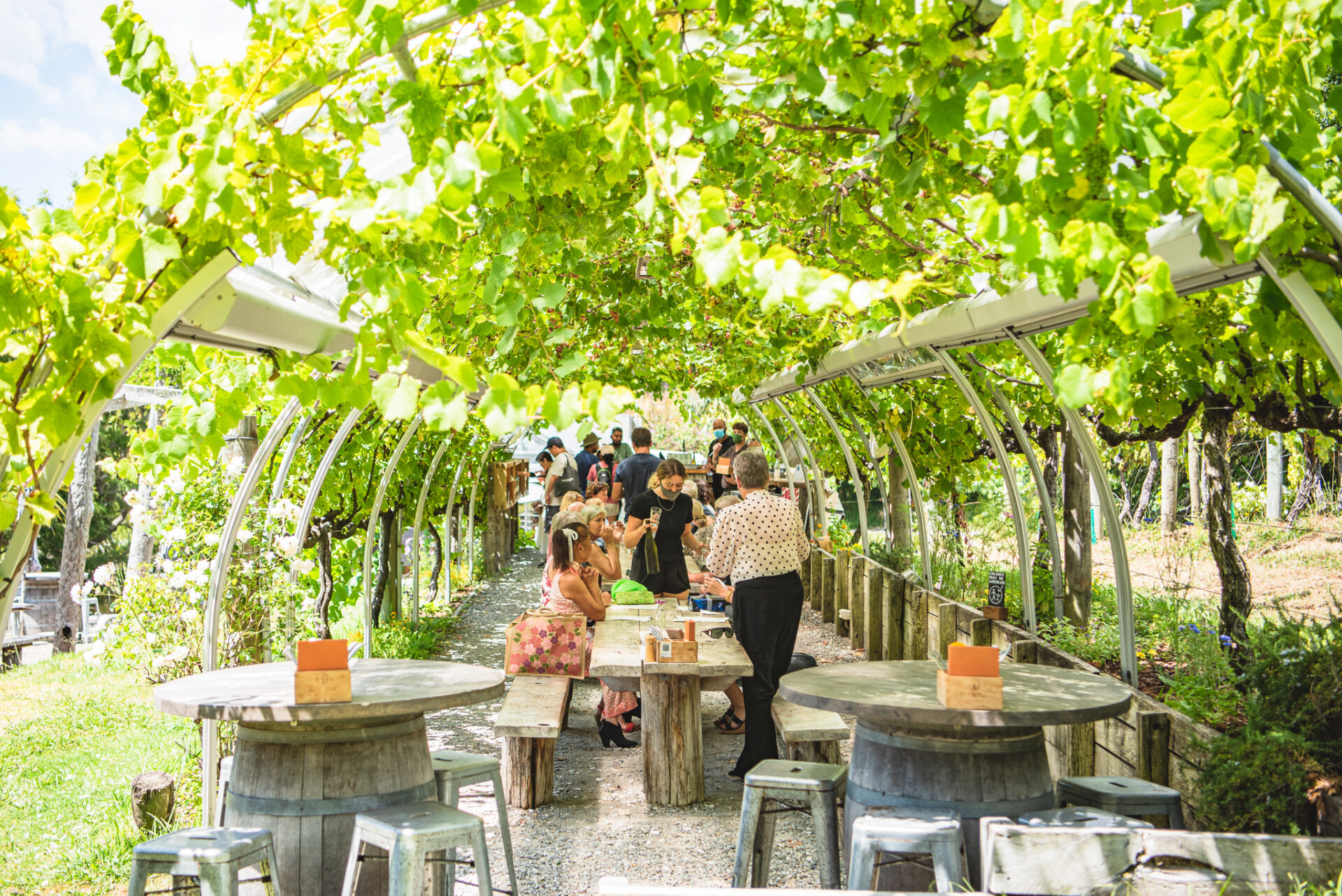 Matakana Wine Tasting