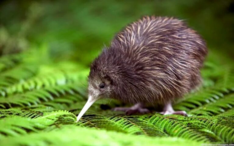 Kiwi Wilderness Experience