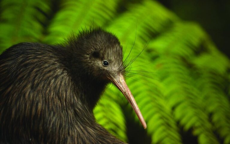 Kiwi Wilderness Experience (Self-Drive Option)