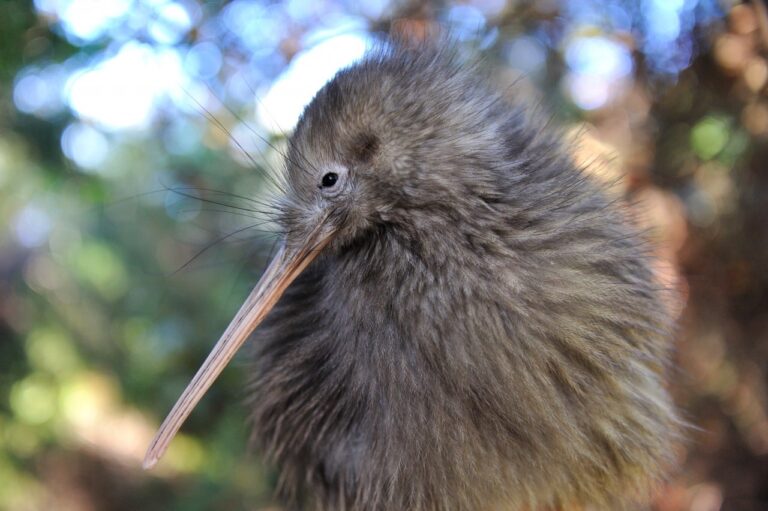 Private Twilight Kiwi Bird Encounter – Tāwharanui Wildlife & Nature Tour