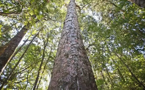 Sustainable Tour Operator in NZ