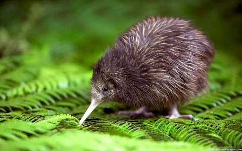 Kiwi Bird Spotting NZ