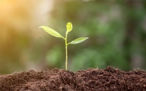 tree-planting